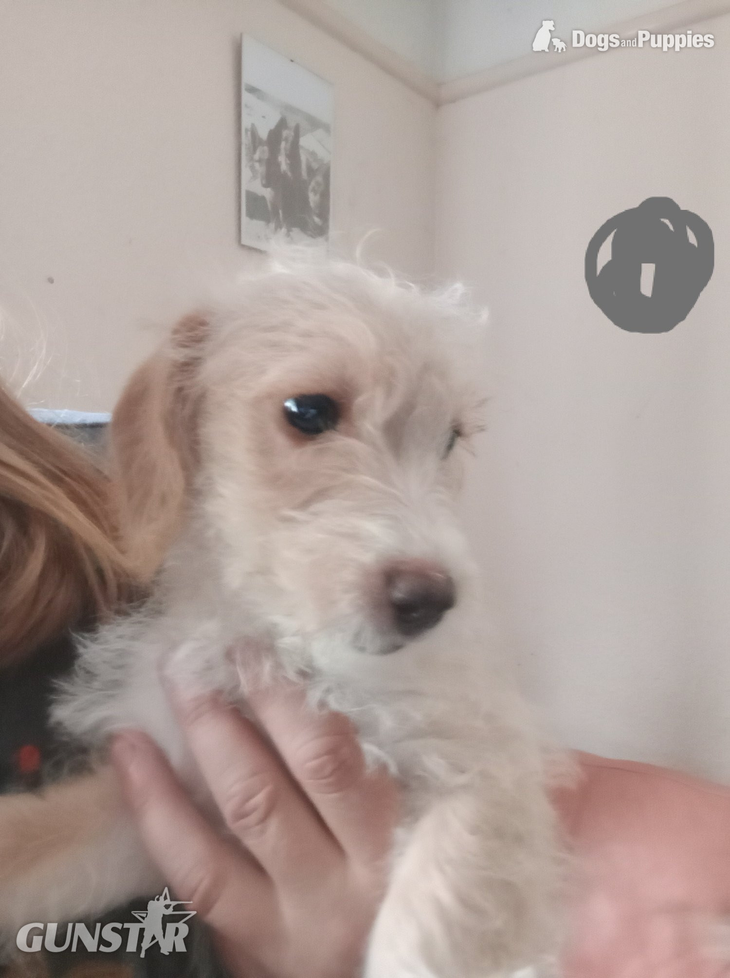 Cockapoo x Jack Russell 2 Girls left - {CATEGORY} in 