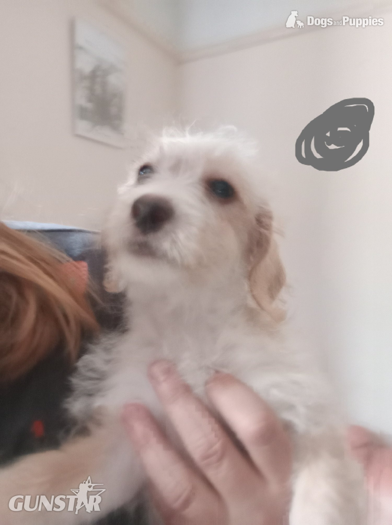 Cockapoo x Jack Russell 2 Girls left - {CATEGORY}