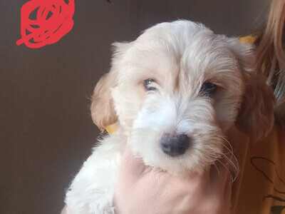 Fully vaccinated Cockapoo x Jack Russell 2 Girls left
