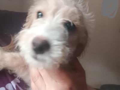 Fully vaccinated Cockapoo x Jack Russell 2 Girls left