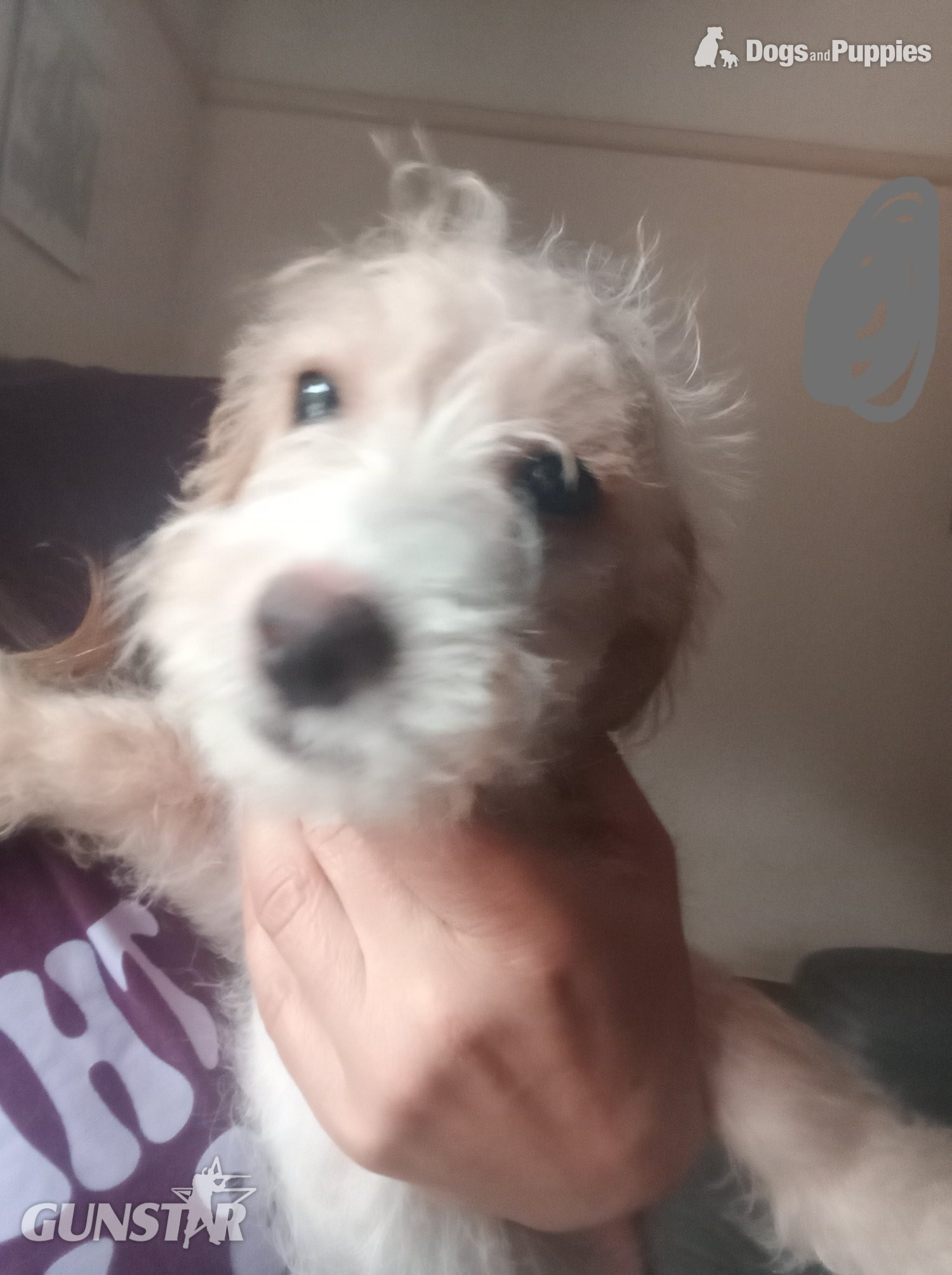 Fully vaccinated Cockapoo x Jack Russell 2 Girls left in 