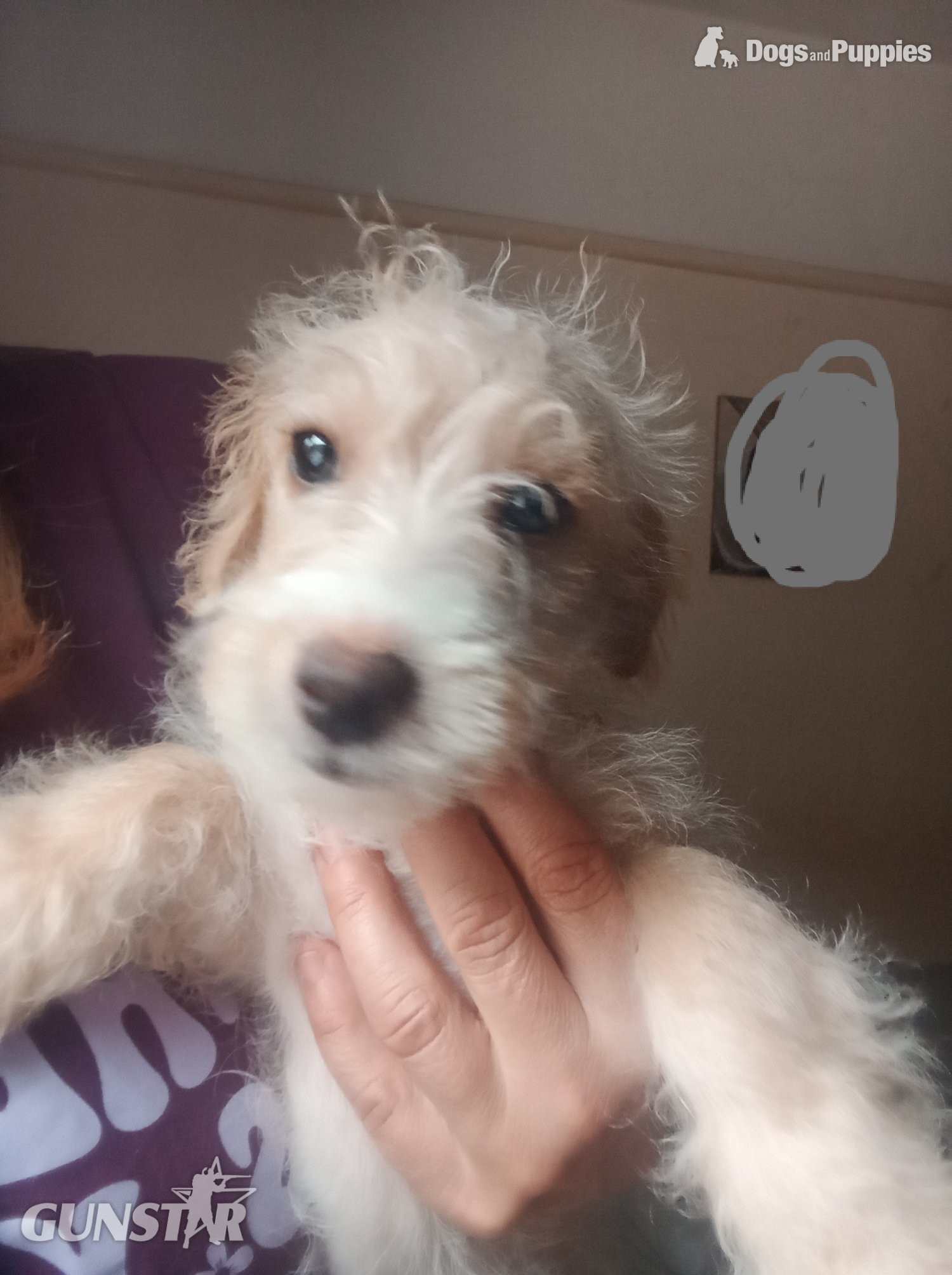 Fully vaccinated Cockapoo x Jack Russell 2 Girls left