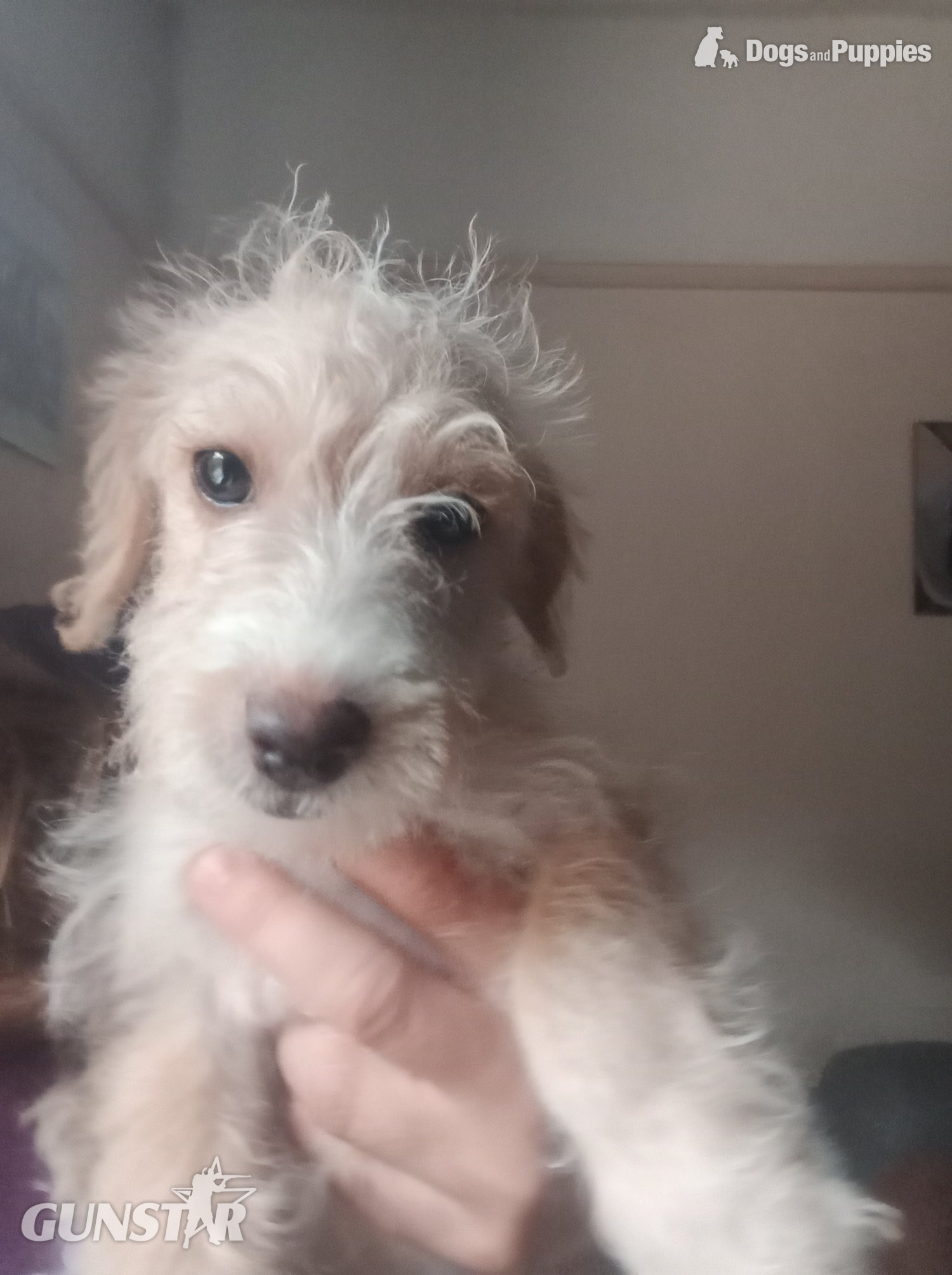  Fully vaccinated Cockapoo x Jack Russell 2 Girls left