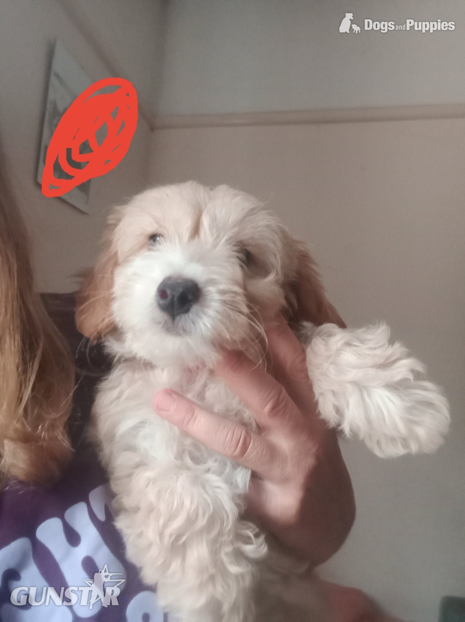 Fully vaccinated Cockapoo x Jack Russell 2 Girls left - {CATEGORY} in 
