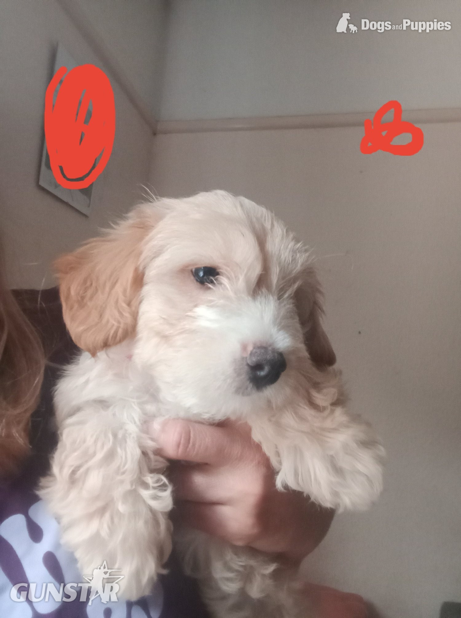 Fully vaccinated Cockapoo x Jack Russell 2 Girls left - {CATEGORY}