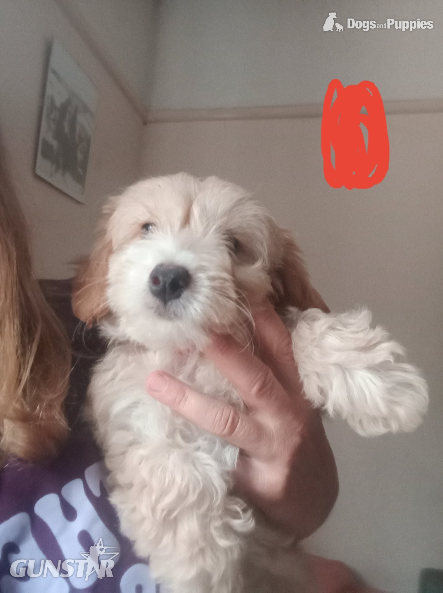 Fully vaccinated Cockapoo x Jack Russell 2 Girls left 