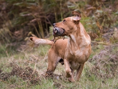 (ONLY 1 BOY LEFT)Well bred Labrador puppies from working lines