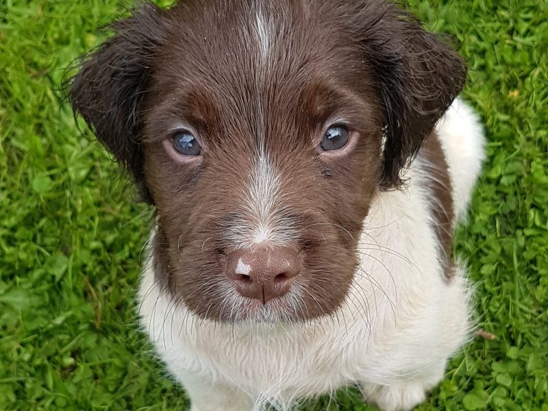 springers