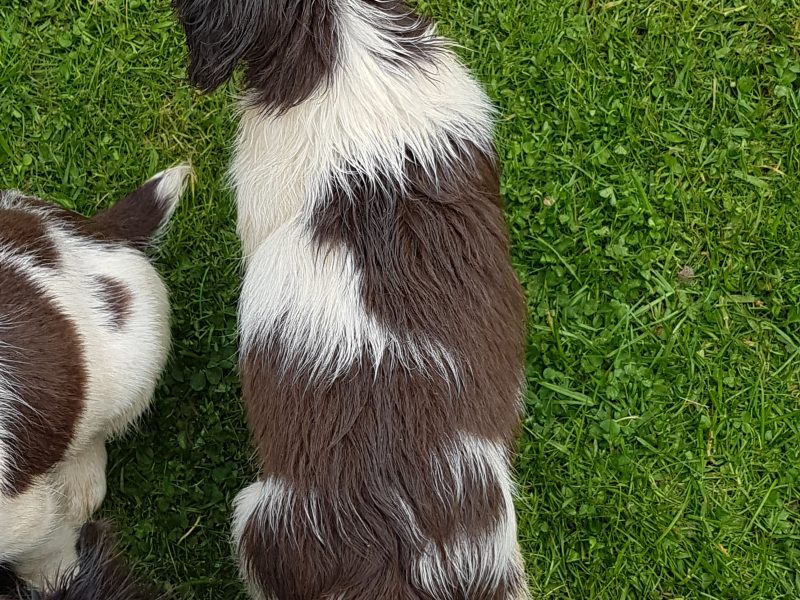 springers - {CATEGORY} in 