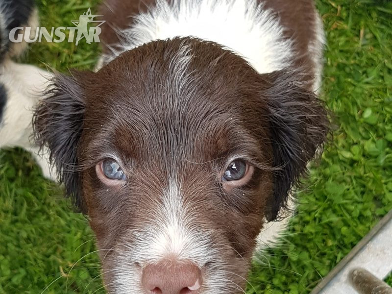 springers in 