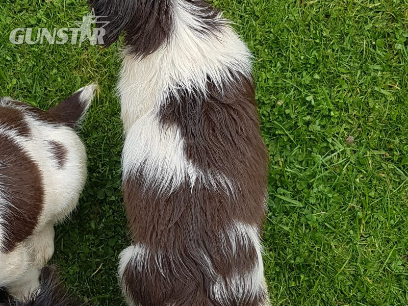 springers - {CATEGORY} in 