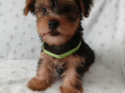 YORKSHIRE TERRIER PUPPIES READY NOW