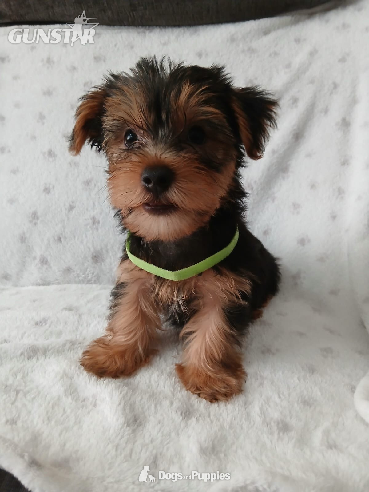 YORKSHIRE TERRIER PUPPIES READY NOW in 
