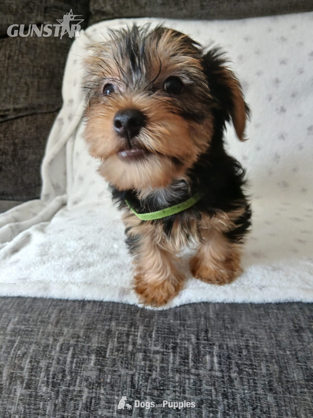 YORKSHIRE TERRIER PUPPIES READY NOW