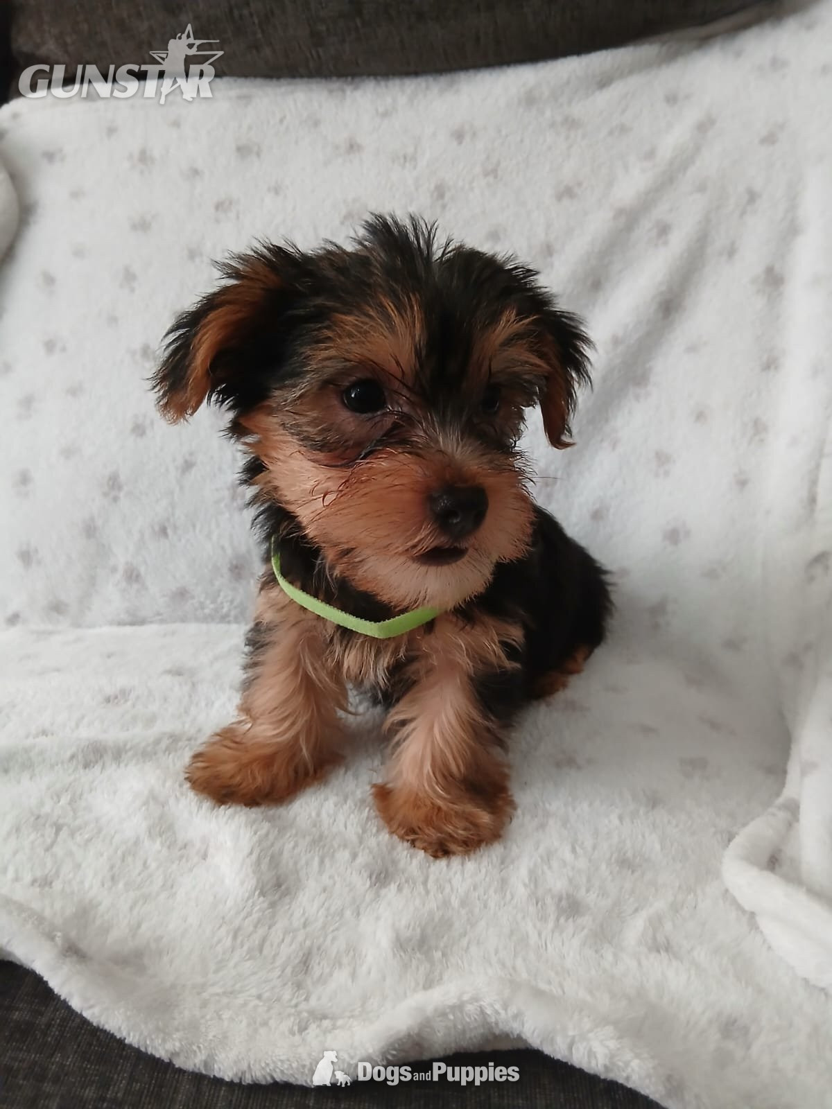  YORKSHIRE TERRIER PUPPIES READY NOW