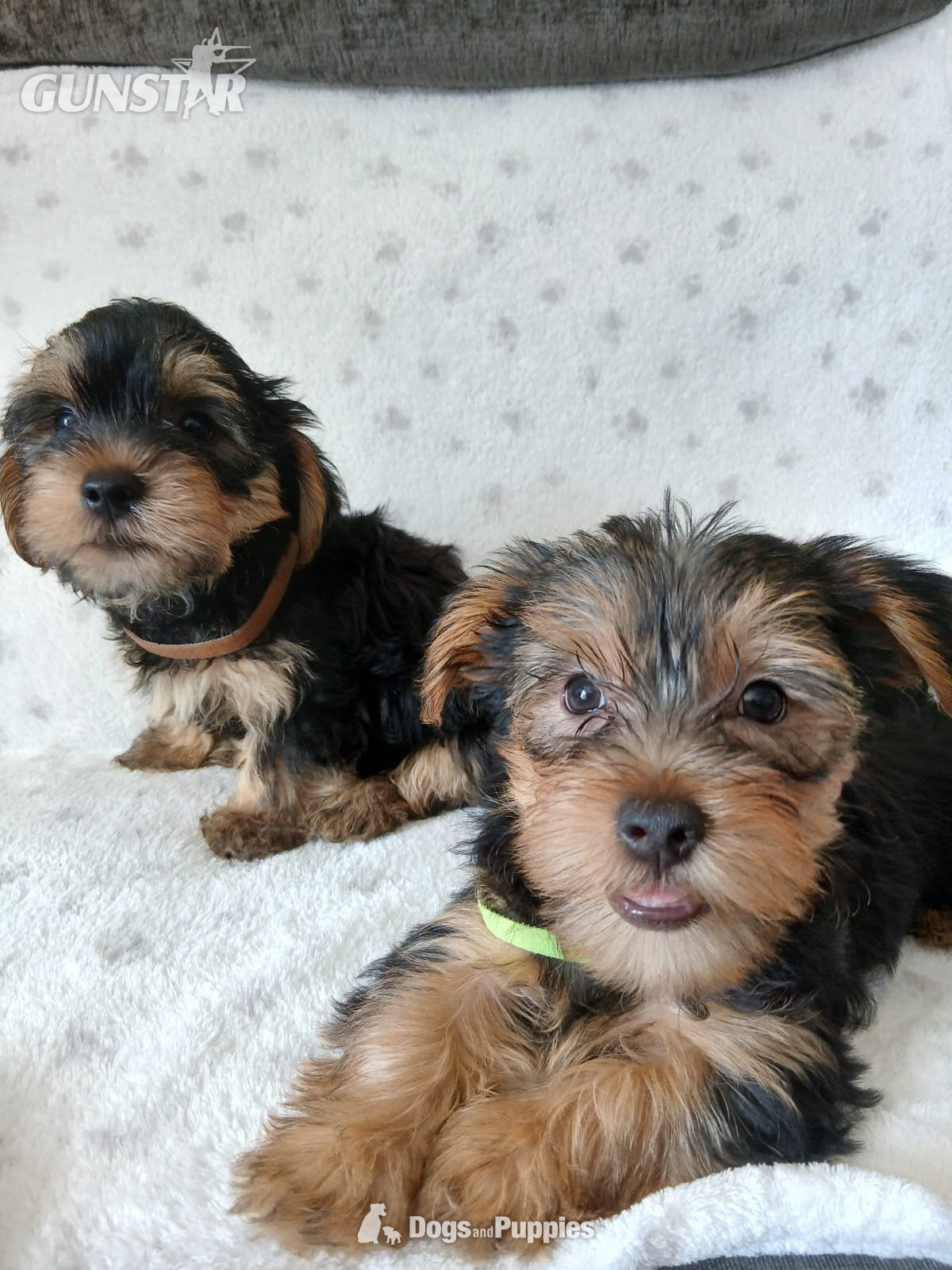 YORKSHIRE TERRIER PUPPIES READY NOW - {CATEGORY} in 