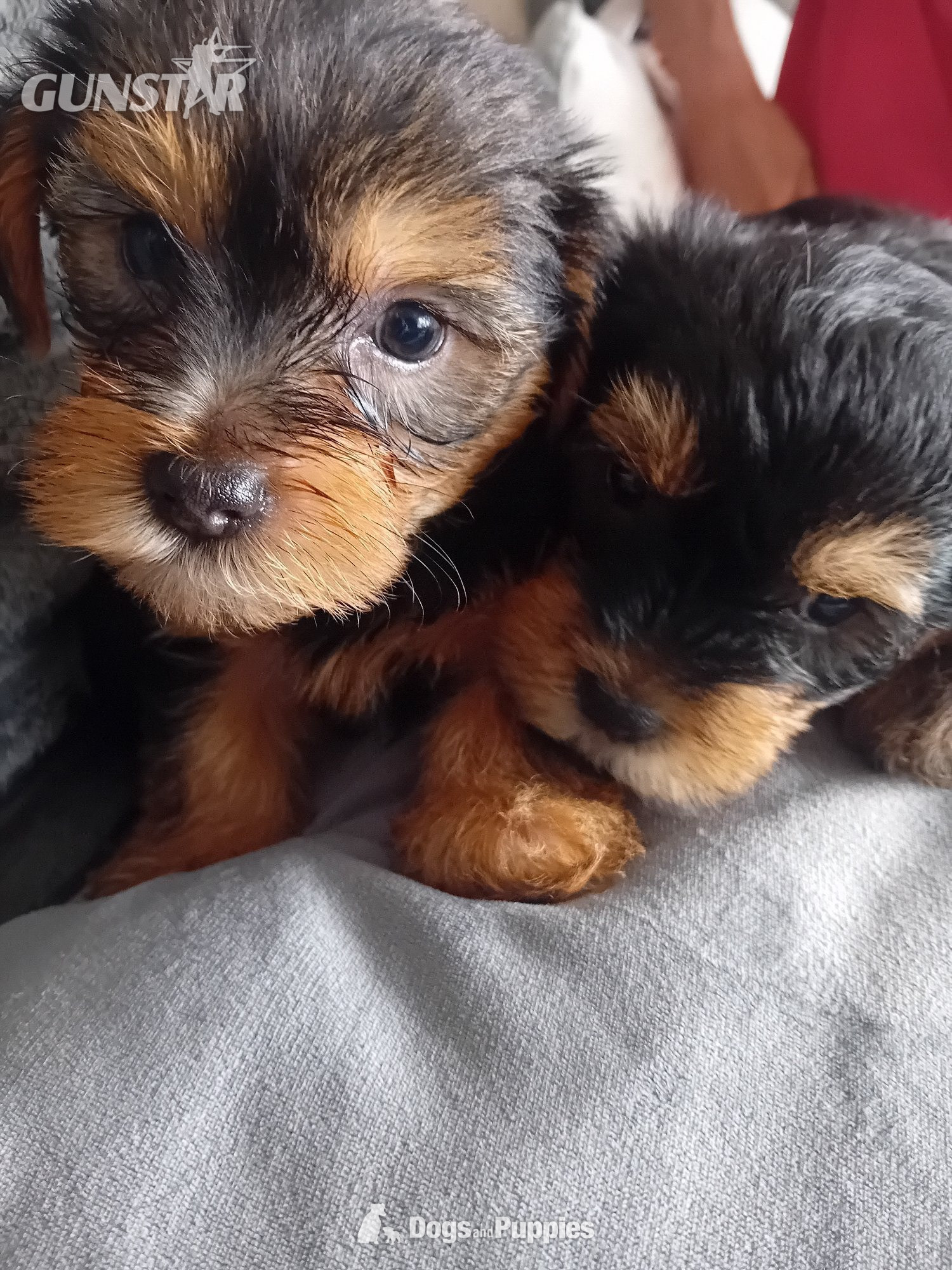 YORKSHIRE TERRIER PUPPIES READY NOW - {CATEGORY}
