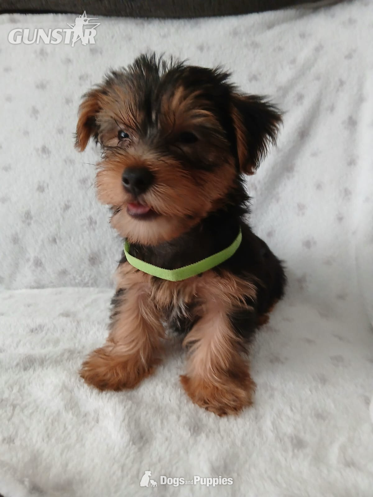 {CATEGORY} - YORKSHIRE TERRIER PUPPIES READY NOW in 