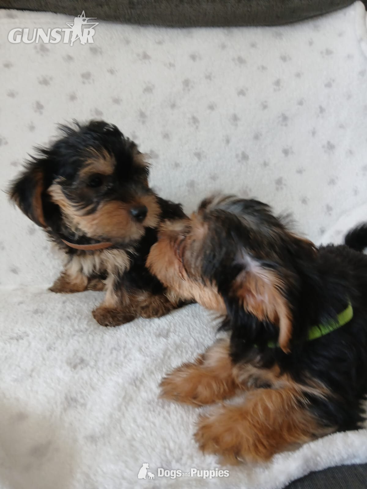 {CATEGORY} - YORKSHIRE TERRIER PUPPIES READY NOW