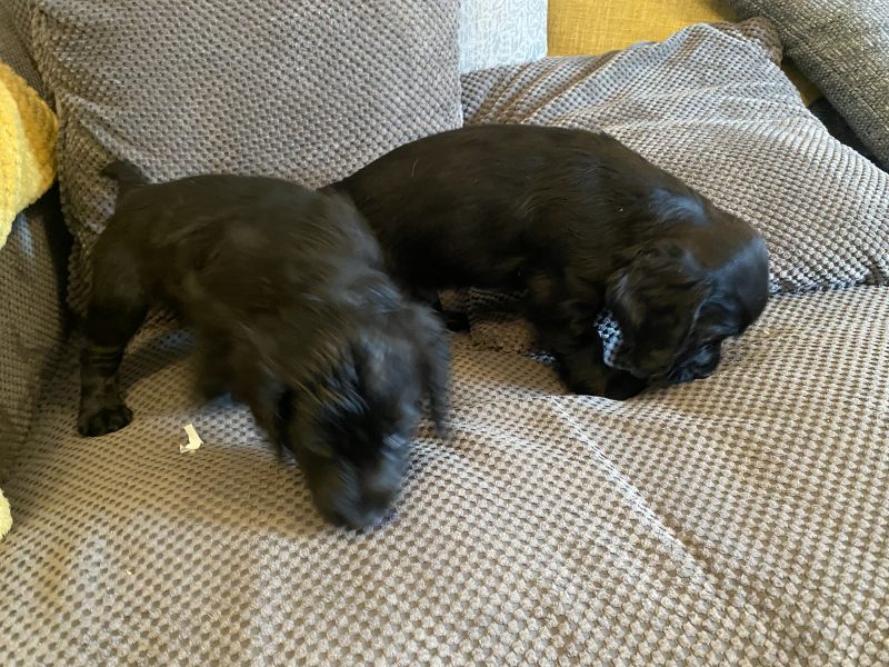 WCS puppies