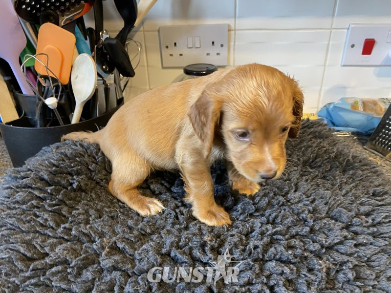  WCS puppies