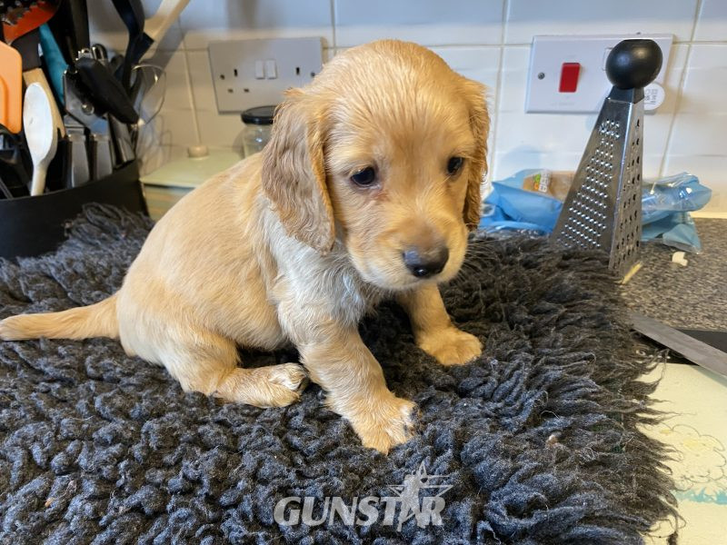 WCS puppies in 