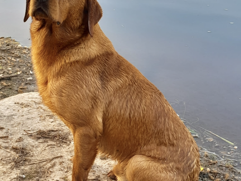 PROVEN Standing at stud Cwmshepherd red goshawk….Brock - {CATEGORY} in 