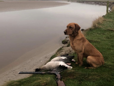 PROVEN Standing at stud Cwmshepherd red goshawk….Brock