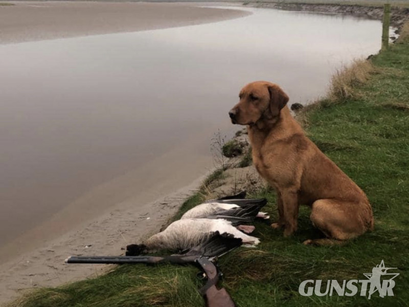 PROVEN Standing at stud Cwmshepherd red goshawk….Brock in 