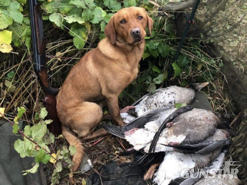  PROVEN Standing at stud Cwmshepherd red goshawk….Brock