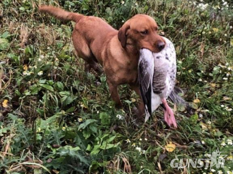 PROVEN Standing at stud Cwmshepherd red goshawk….Brock