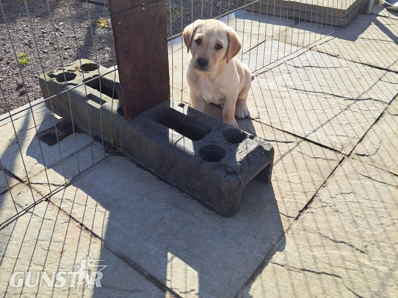 CHUNKY YELLOW KC REG PUPS in 
