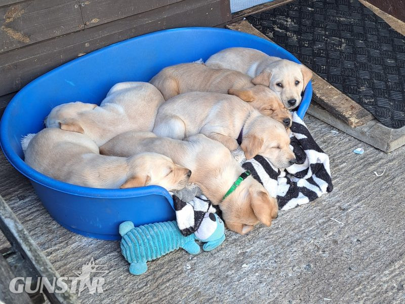 CHUNKY YELLOW KC REG PUPS 