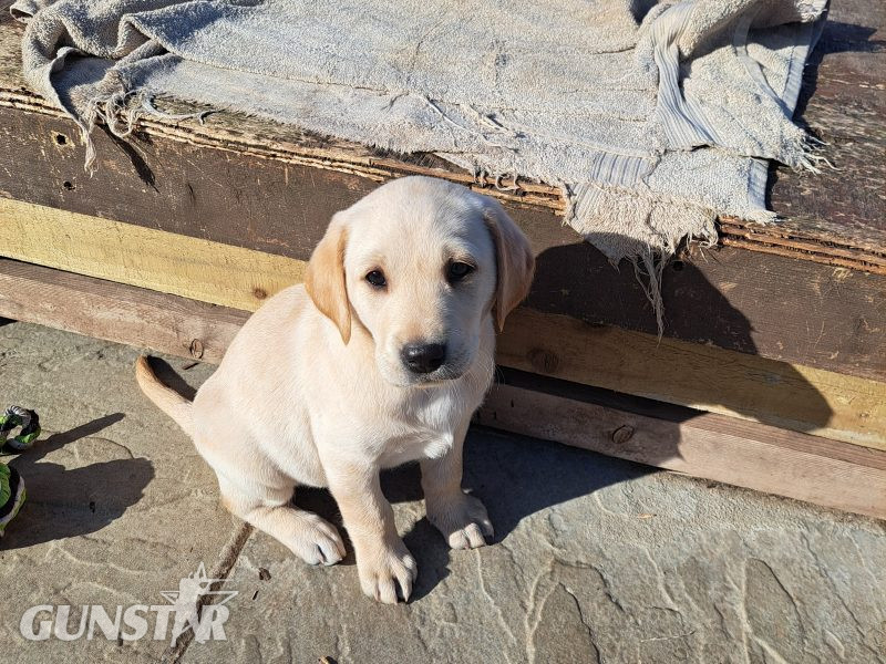CHUNKY YELLOW KC REG PUPS - {CATEGORY} in 