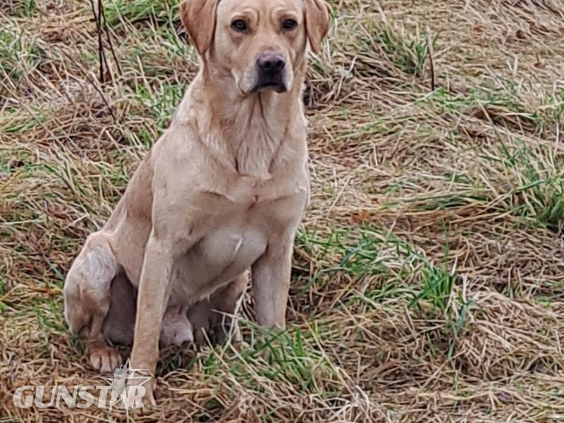 {CATEGORY} - CHUNKY YELLOW KC REG PUPS in 