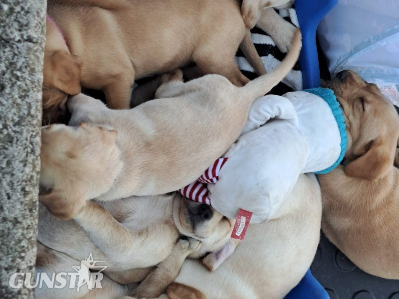 CHUNKY YELLOW KC REG PUPS - {CATEGORY}