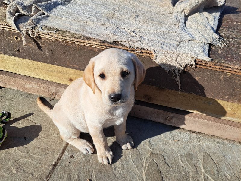 CHUNKY YELLOW KC REG PUPS - {CATEGORY} in 