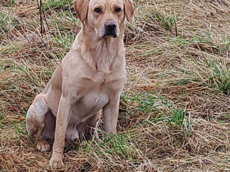 {CATEGORY} - CHUNKY YELLOW KC REG PUPS in 