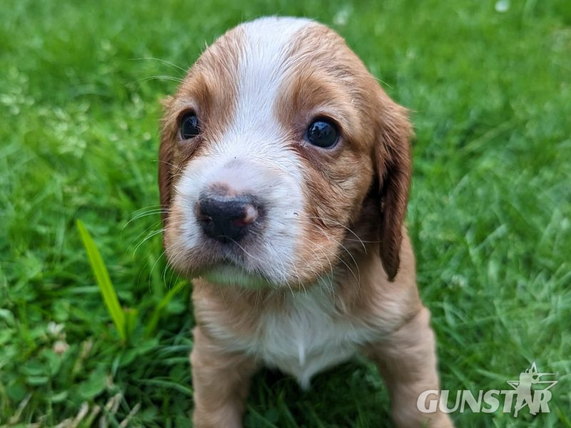 KC Registered Working Cocker Spaniels from FTCH lines