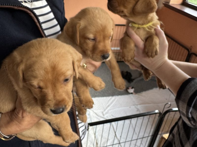  Well bred Kc registered fox red Pups.