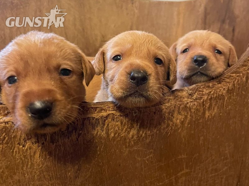Well bred Kc registered fox red Pups. in 