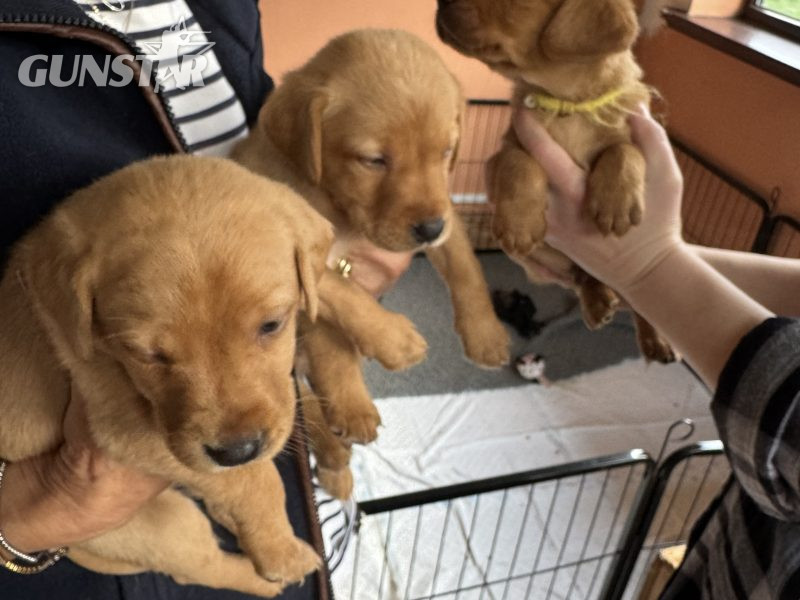  Well bred Kc registered fox red Pups.