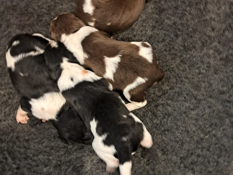 Stunning springer pups