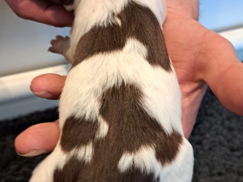 Stunning springer pups - {CATEGORY}