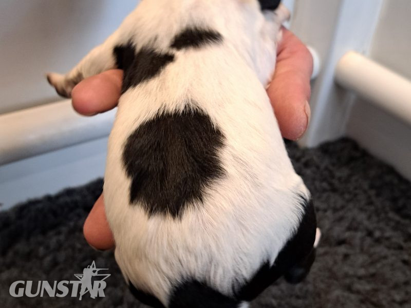 Stunning springer pups - {CATEGORY} in 