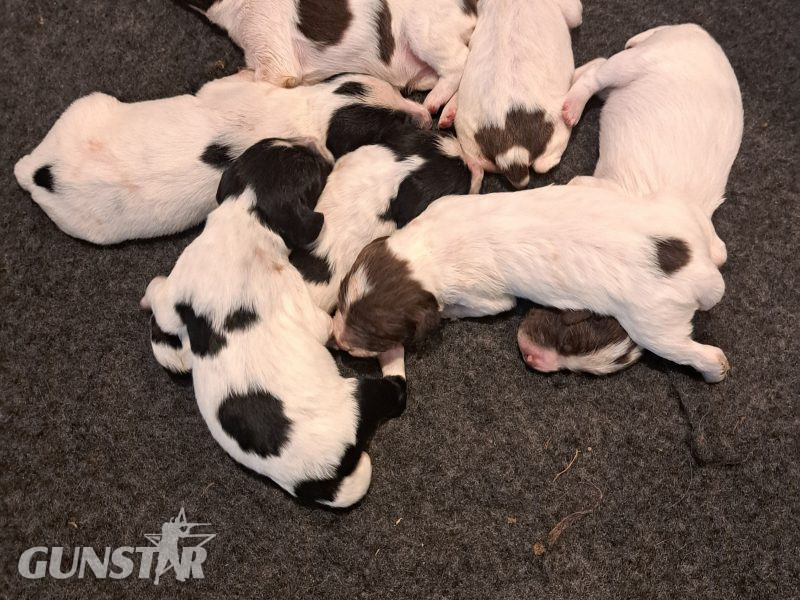 Stunning springer pups in 