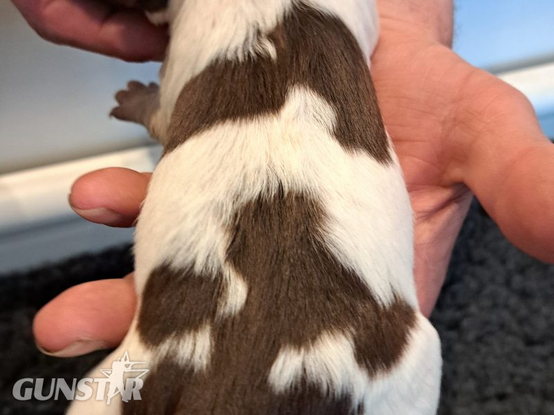 Stunning springer pups - {CATEGORY}