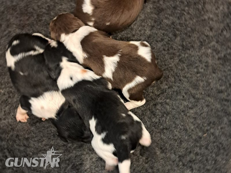 Stunning springer pups