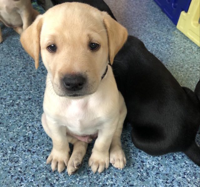 Stunning KC reg black and yellow Labrador pups sired by FTCh