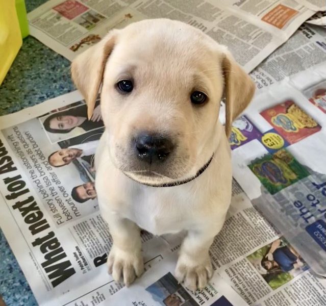 Stunning KC reg black and yellow Labrador pups sired by FTCh - {CATEGORY} in 